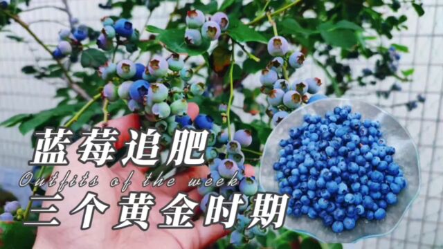 蓝莓什么时候追肥最好?记住3个关键时期,做好了一棵结果几大盆