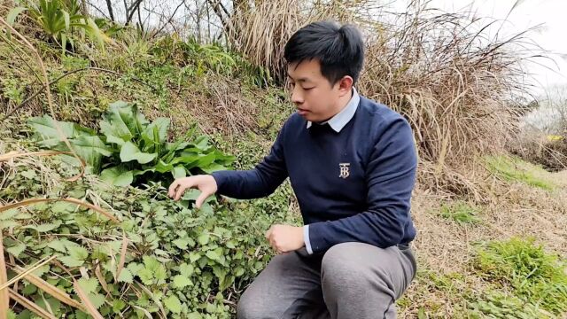 这种植物浑身带刺,被蜇到非常难受,其实是一味美味野菜#荨麻