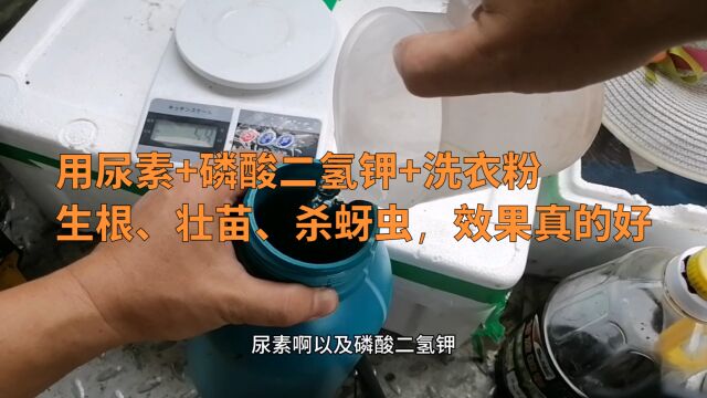 果树追肥,用尿素+磷酸二氢钾+洗衣粉,生根又壮苗,效果真的好