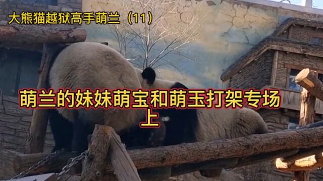 熊猫顶流明星萌兰双胞胎妹妹萌宝萌玉打架专场,那小巴掌扇的大可爱了可爱到爆炸这也太可爱了吧大熊猫萌兰国宝熊猫