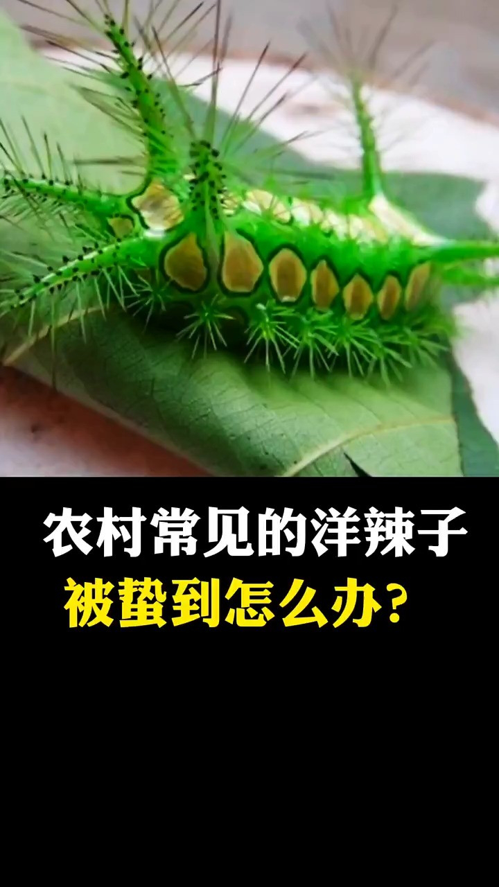 你们家乡的洋辣子叫什么名字呢?