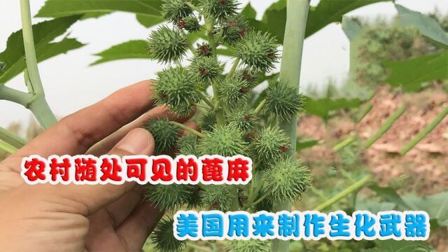 农村随处可见的蓖麻,美国用来制作生化武器,它到底有什么用处?