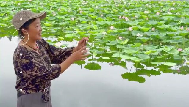 玄武湖荷花飘香,赏心悦目!