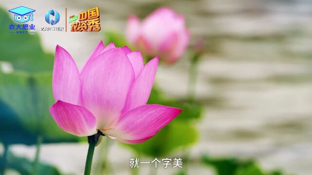 了不起的中国农业 农大腐植酸:江西农民种出最美莲花.......