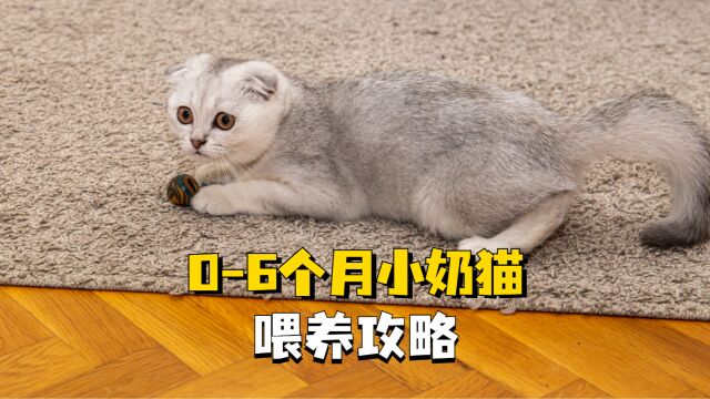 06月的猫咪怎么喂养?方法都告诉你了!