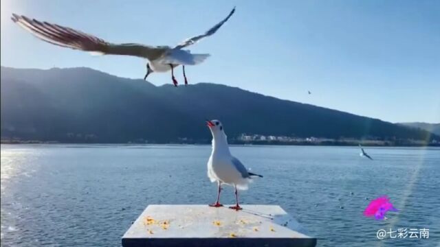 云南省昆明市西山区滇池畔群山巍巍碧水悠悠 静赏群鸥翱翔弥漫冬日暖阳春城花都尽显温暖