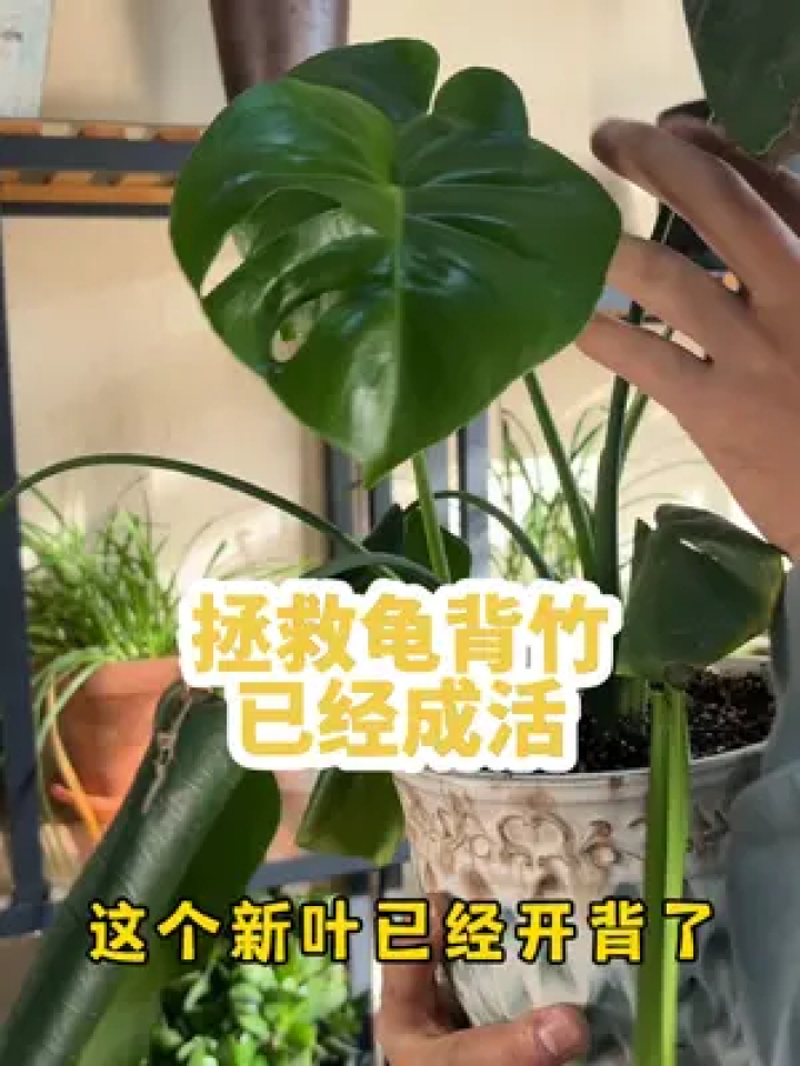 拯救的龟背竹,现在已经成活了,这样养护,叶子大又绿#龟背竹#龟背竹养护#龟背竹开背#花痴园艺_腾讯视频