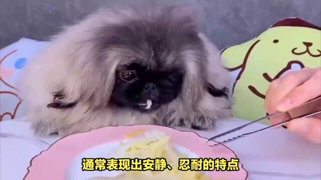 京巴犬:国宝犬种,是你的理想伴侣吗?