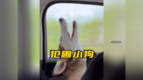 上课困,上班困,干啥都困,好难!好困!#困成狗#睡不醒根本睡不醒#狗狗_高清1080P在线观看平台_腾讯视频