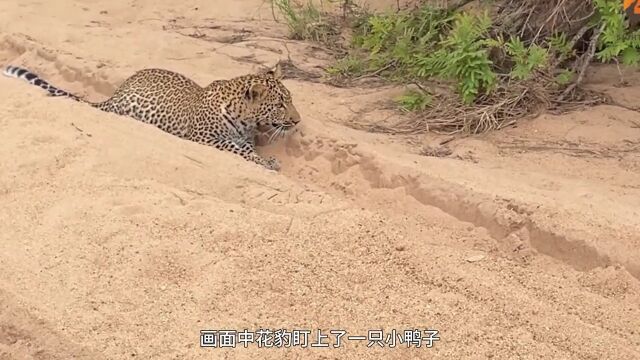 聪明的小鸭子,从花豹口中逃脱了动物世界花豹鸭子