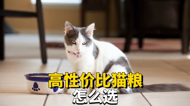 怎么才能挑选到性价比高的猫粮?这些选粮技巧你必须学会!