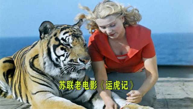 《运虎记》厨师冒充训虎员,导致轮船秒变动物园,苏联老电影