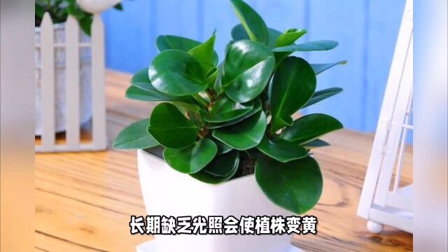 豆瓣绿植物养护技巧