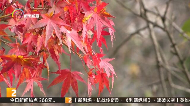 凉风渐起秋意浓 云南今年入秋较常年偏早