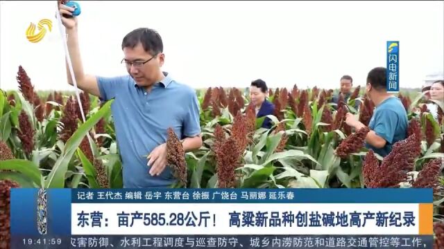 亩产585.28公斤!山东省自主选育高粱新品种创盐碱地高产新纪录