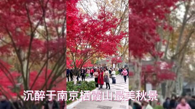 万人齐约南京栖霞山最美季节赏枫叶红