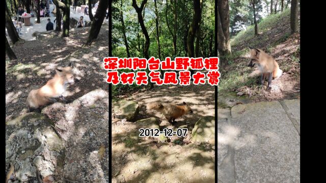 深圳阳台山公园系列之野狐狸出没