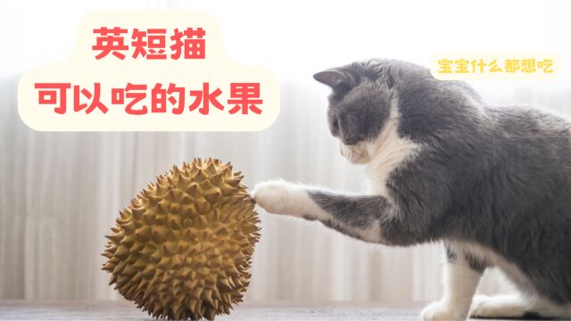 英短猫可以吃这5种水果,平时可以当加餐哦!