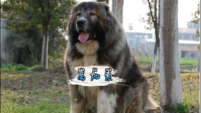 高加索犬不愧是犬中之王,战斗力真的不一般#高加索犬 #高加