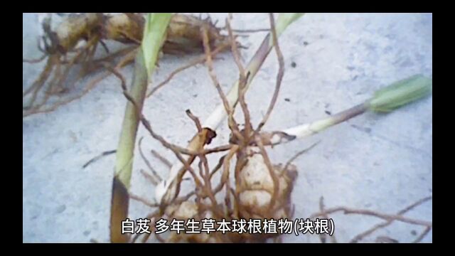 中药白芨.