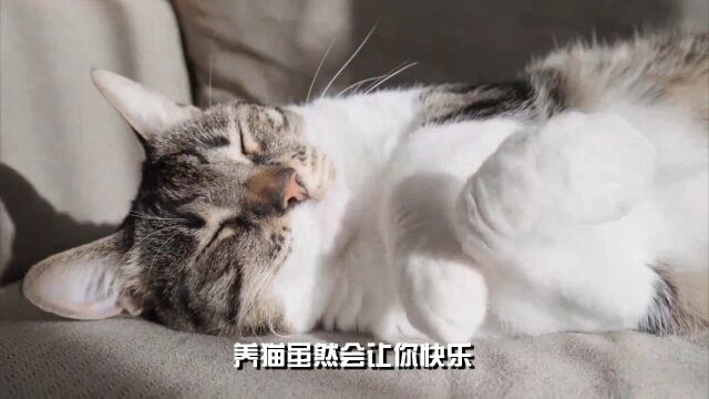 养猫会增加患精神分裂症的风险吗?