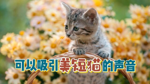 可以吸引美短猫的声音有哪些呢?快去试试吧