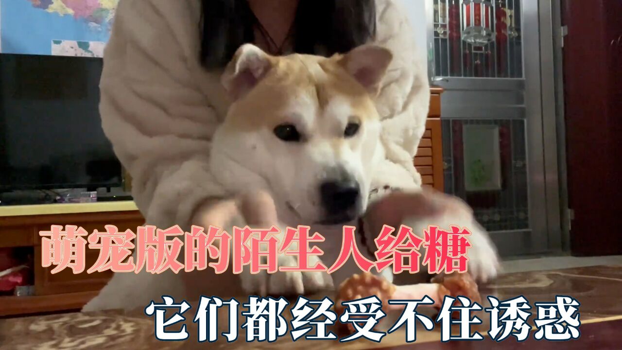陌生人给我糖我把脖子伸老长，它们都经受不住诱惑，眼里只有美食_高清