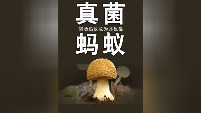 3 .真菌到底有多强大?竟能驱动蚂蚁成为其傀儡