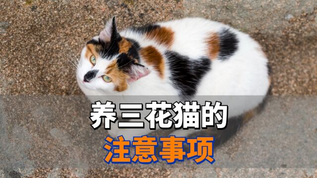 养三花猫的5个注意事项,建议收藏!