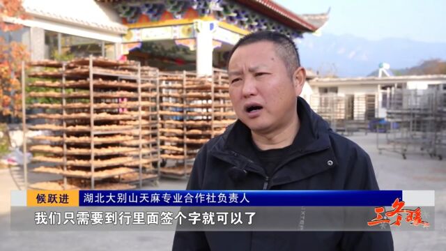 三冬暖ⷮŠ兆丰年 天麻开出“金药方”