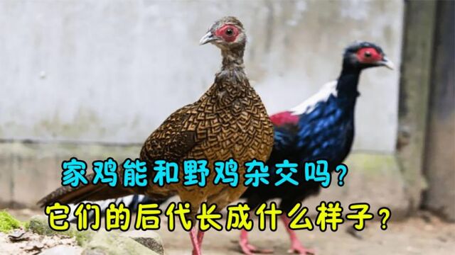 家鸡能和野鸡杂交吗?它们的后代会长成什么样子?