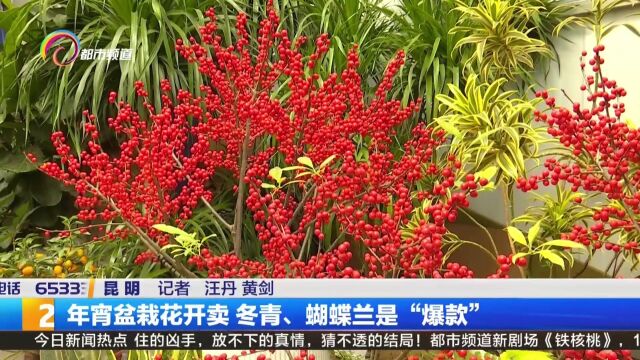 年宵盆栽花开卖 冬青、蝴蝶兰是“爆款”