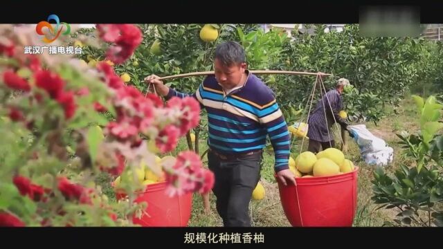 锚定目标,建设有中国特色的农业强国