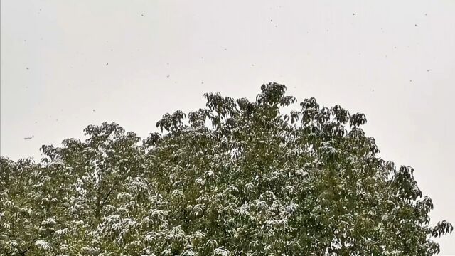 苏州下雪了