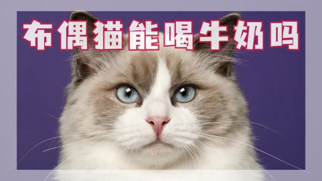 布偶猫可以喝牛奶吗?当然不可以!!!