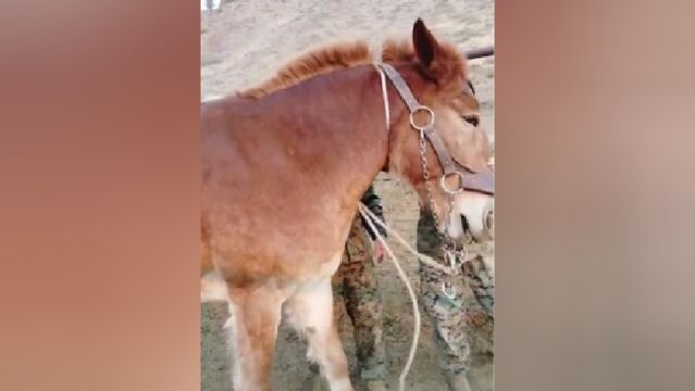 2“驴肉香,马肉臭,宁死不吃骡子肉”,为啥没人吃骡子肉?