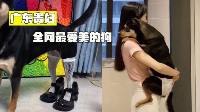 陈老板的狗子:为何被成为“广东贵妇”,可乐到底有多爱美?