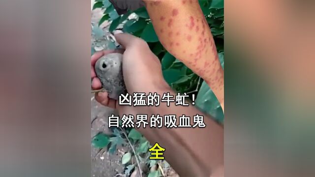 1 .自然界的“吸血鬼”,最凶猛的牛虻