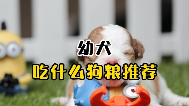 幼犬吃什么狗粮?推荐这5款!