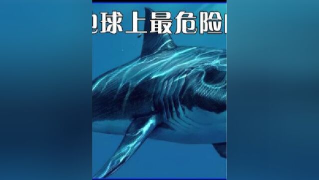 史上最危险的掠食者之一巨齿鲨,真的没有天敌吗?十种远古地球的恐怖巨兽都是谁