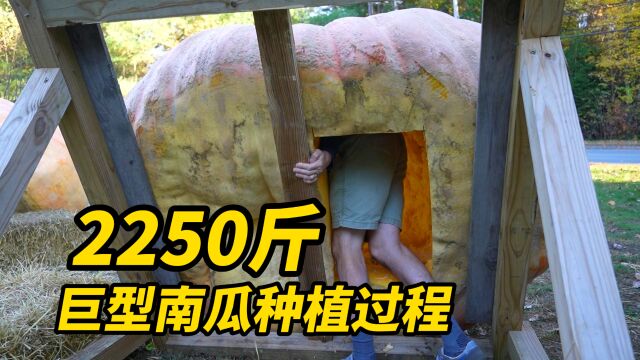 一个2250斤重的巨型南瓜是如何种出来的?从种子到收获全过程记录