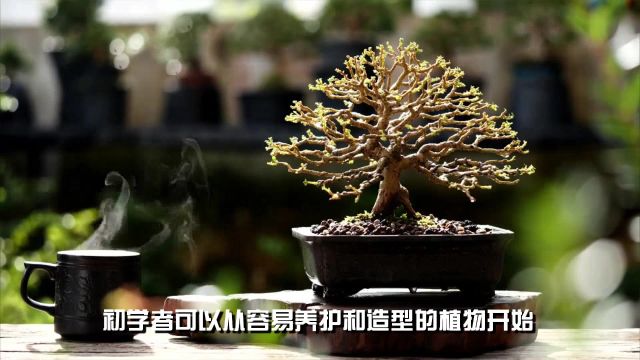 家庭盆景品种推荐