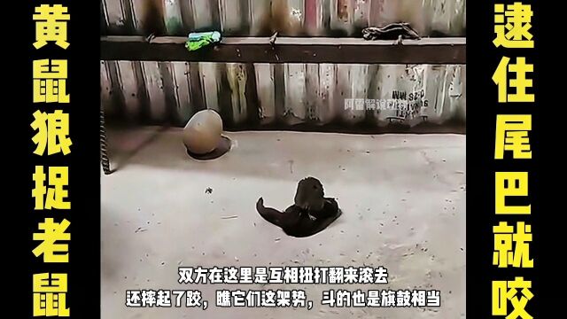 老鼠偷东西却碰到了黄鼠狼,结果老鼠被咬住尾巴无法逃脱