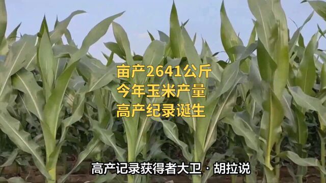 最高亩产2641公斤,今年玉米产量,最高纪录诞生