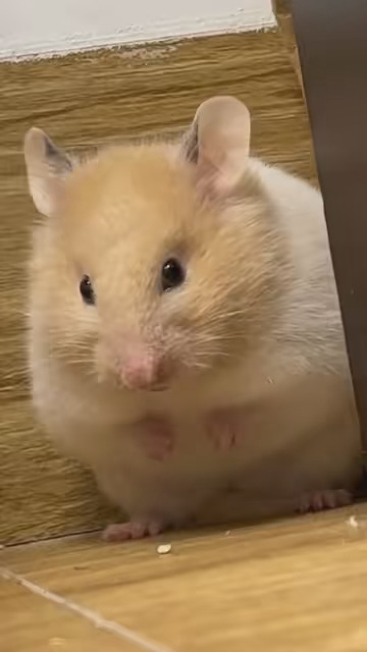 送你个小地雷#金丝熊日常 #金丝熊仓鼠 #艾特你想艾特的人