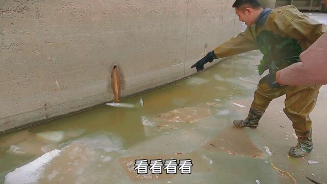 冰下鱼群密密麻麻,砸开冰层彻底惊住了,场面无法控制