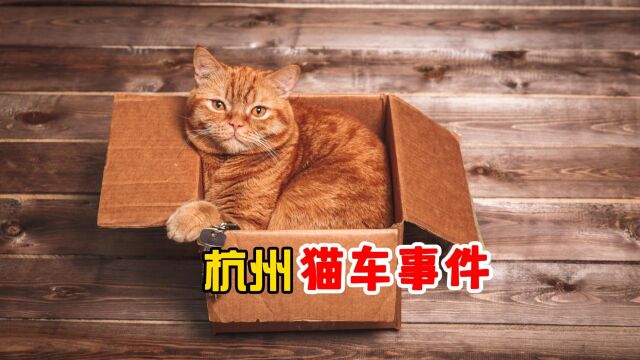 杭州猫车事件,看完,真的一整个震惊住了!