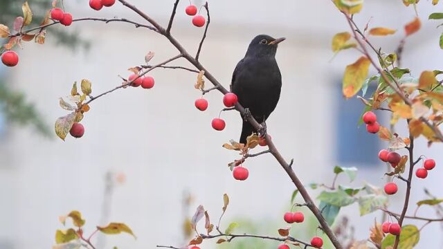 枣庄市市中区:冬日生态美