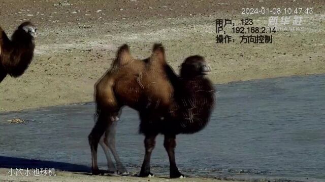 野骆驼频频出镜甘肃安南坝保护区