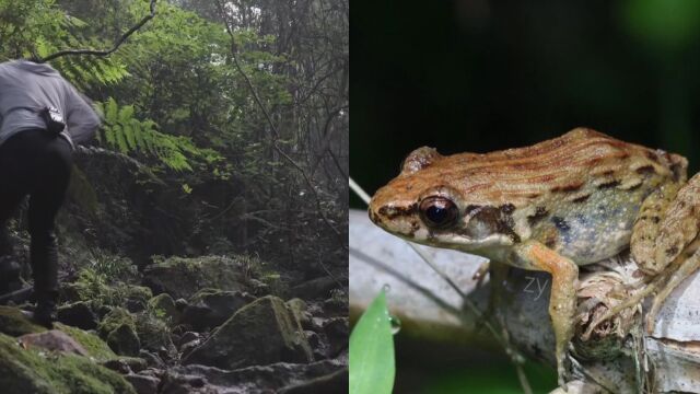 主要栖息于山区丘陵!莆田首次监测到国家二级保护野生动物小腺蛙